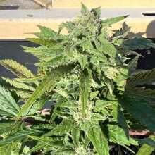 Image de révision - Girl Scout Cookies Auto Feminised Seeds - 1