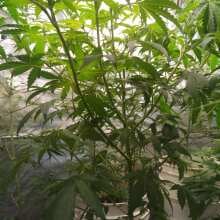 Review Image - Chocolate Haze Feminised Seeds - 5