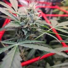 Review Image - Moby Dick Auto Feminised Seeds - 1