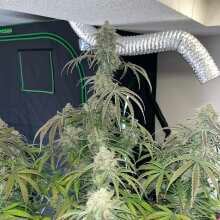 Review Image - Green Crack Auto Feminised Seeds - 5