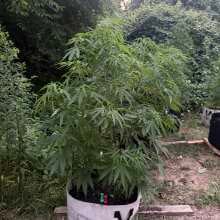 Review Image - Lemon Tree Feminised Seeds - 3