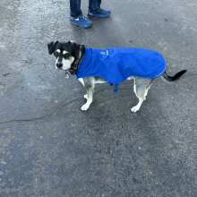 Review Image - Koldpwoof Heated Dog Vest Blue / S / B22A