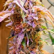 Review Image - Juicy Zkittlez Auto Feminised Seeds