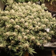 Image de révision - The White OG Feminised Seeds