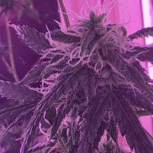Review Image - Northern Lights Auto Feminised Seeds - 5