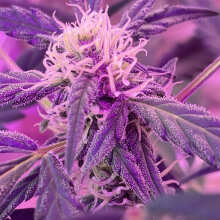 Review Image - Amnesia Zkittlez Auto Feminised Seeds - 3