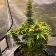 Überprüfen Sie das Bild - LSD Auto Feminised Seeds - 3