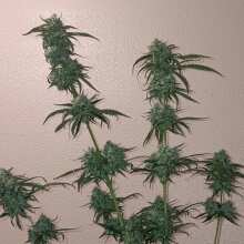 Review Image - Peyote Forum Feminised Seeds - 3