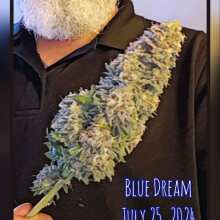 Review Image - Blue Dream Feminised Seeds - 3