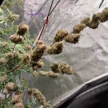 Review Image - Gorilla Zkittlez Auto Feminised Seeds - 3