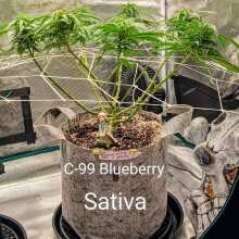 Review Image - C99 x Blueberry FAST Feminised Seeds - 3