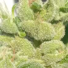 Review Image - Alaskan Diesel Auto Feminised Seeds - 3