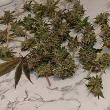 Überprüfen Sie das Bild - Pineapple Express Feminised Seeds - 3