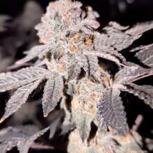 Image de révision - Gelato 41 BX Feminised Seeds