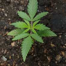 Review Image - Green Crack Auto Feminised Seeds - 3