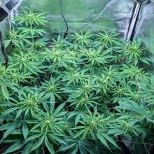 Review Image - Blue Dream Feminised Seeds - 5