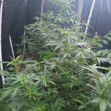 Review Image - Alaskan Diesel Auto Feminised Seeds - 3