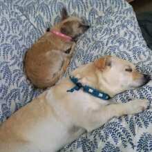 Überprüfen Sie das Bild - FARMER'S CRUNCH 10 kg