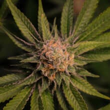 Image de révision - Gelat.OG Feminised Seeds - 5