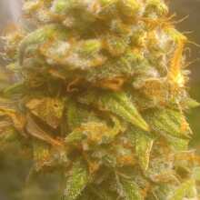 Image de révision - Strawberry Cheesecake Auto Feminised Seeds - 3