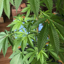 Review Image - Original Skunk #1 Regular Seeds