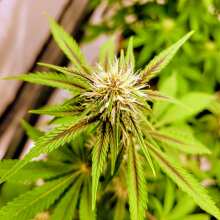 Image de révision - Purple Punch Auto Feminised Seeds