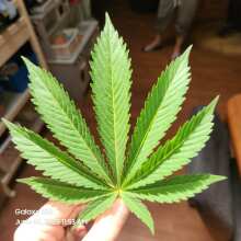 Review Image - Blueberry Feminised Seeds - 5