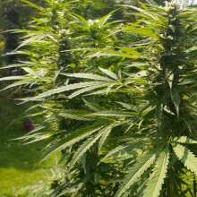 Review Image - Banana Biscotti F1 Feminised Seeds