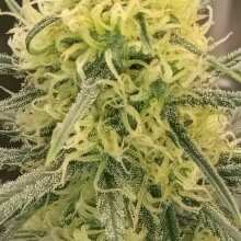 Review Image - Acapulco Gold Feminised Seeds - 10