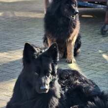 Beoordelingsafbeelding - Cowboy Magic Shampoo met rozenwater 946 ml