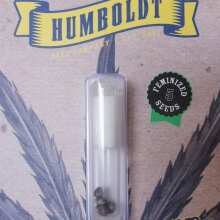 Review Image - Hella Jelly (formerly Jelly Rancher) Feminised Seeds - 5