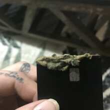 Image de révision - Ice Dream Cake Feminized Seeds