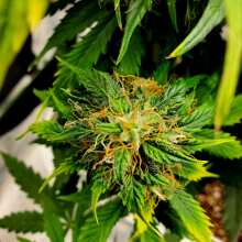 Image de révision - Gorilla Candy Auto Feminised Seeds