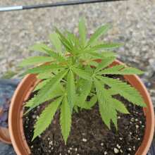 Review Image - Peyote Wi-Fi CBD 2:1 Feminised Seeds - 5