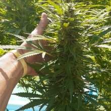 Review Image - Banana Biscotti F1 Feminised Seeds