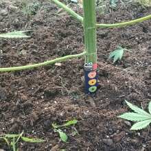 Image de révision - Blue Dream FAST Feminised Seeds - 5