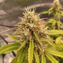 Review Image - Gorilla Cookies Auto Feminised Seeds - 1
