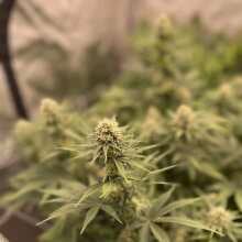 Review Image - Honey Cream FAST Version Feminised Seeds - 5