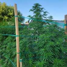 Review Image - Durban Poison Feminised Seeds - 5
