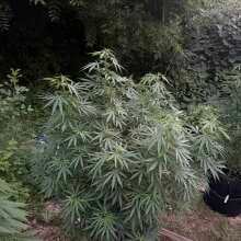 Review Image - Lemon Tree Feminised Seeds - 3