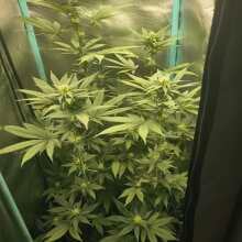 Review Image - Hindu Kush Feminised Seeds - 5