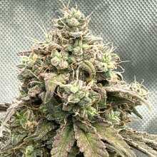 Review Image - Green Crack Auto Feminised Seeds - 5