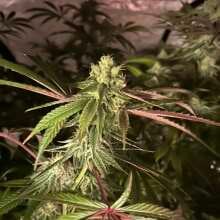 Image de révision - Early Lemon Berry RBX Feminised Seeds