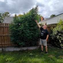 Review Image - Banana Foster Feminised Seeds - 5