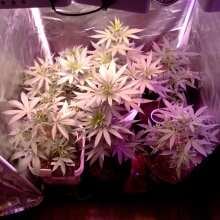 Image de révision - Amnesia FAST Feminised Seeds - 3