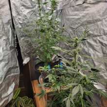 Review Image - Alaskan Purple Auto Feminised Seeds - 5