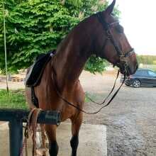 Beoordelingsafbeelding - F.R.A. Hackamore Imperial Softleder Zรผgel Havanna XXWarmblut