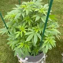 Review Image - Alaskan Do-Si-Dos Feminized Seeds