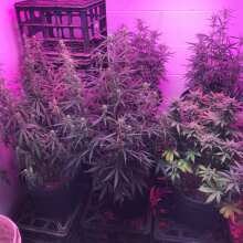 Review Image - White Widow XXL Auto Feminised Seeds - 3