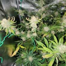 Review Image - Blue Dream Auto Feminised Seeds - 5
